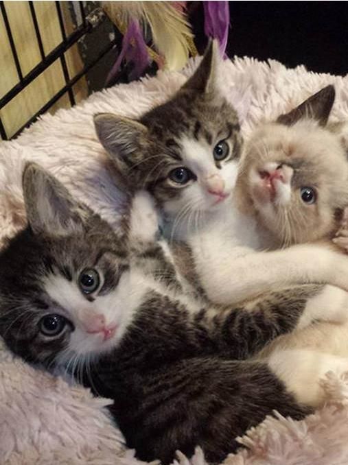 变独眼小猫虽残疾却受到万般宠爱m6米乐奶猫被野生小浣熊所伤(图3)