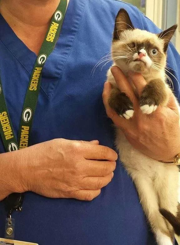 变独眼小猫虽残疾却受到万般宠爱m6米乐奶猫被野生小浣熊所伤
