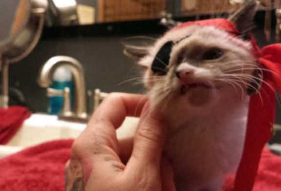变独眼小猫虽残疾却受到万般宠爱m6米乐奶猫被野生小浣熊所伤(图2)
